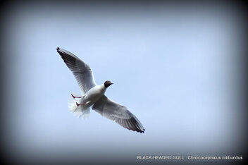 BLACK-HEADED GULL: Chroicocephalus ridibundus - бесплатный image #469019